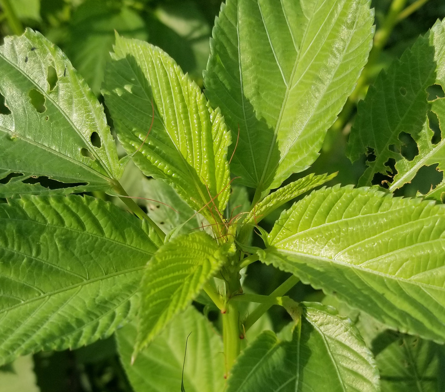 Egyptian Spinach (Molokhia) seeds