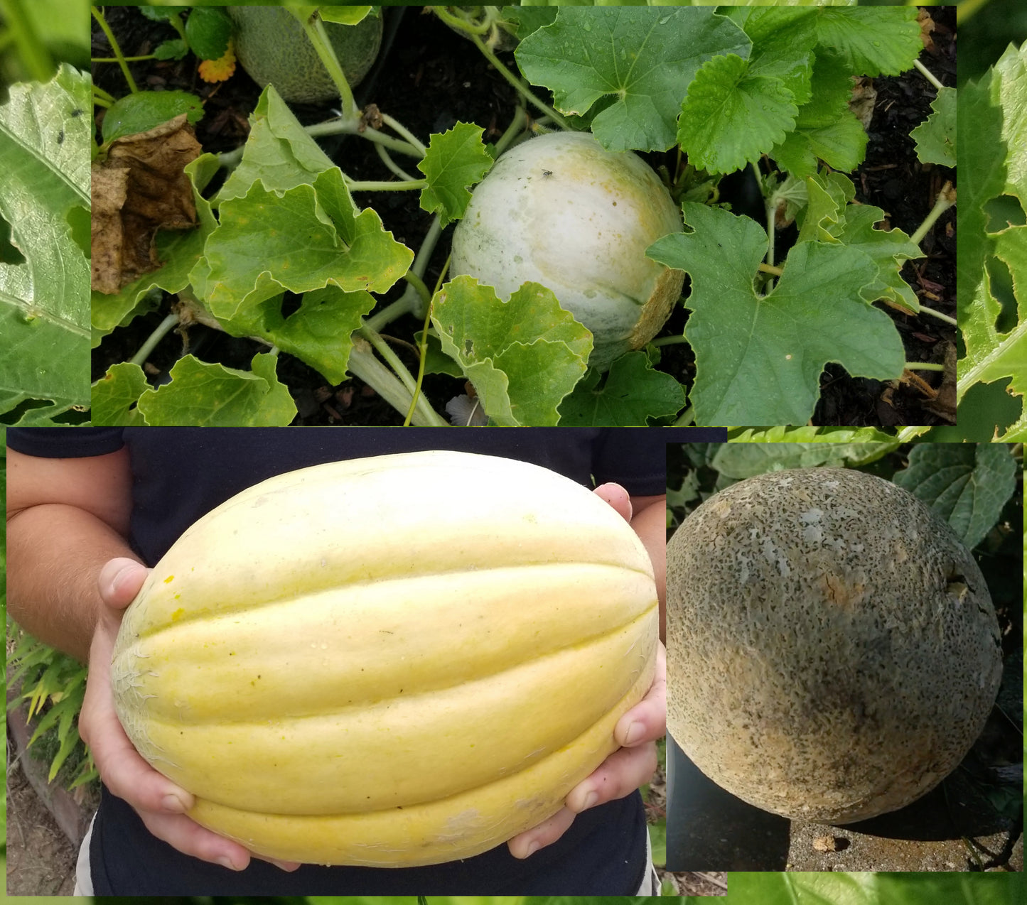 Cantaloupe -- Adaptation Grown (promiscuously pollinated "landrace") seeds
