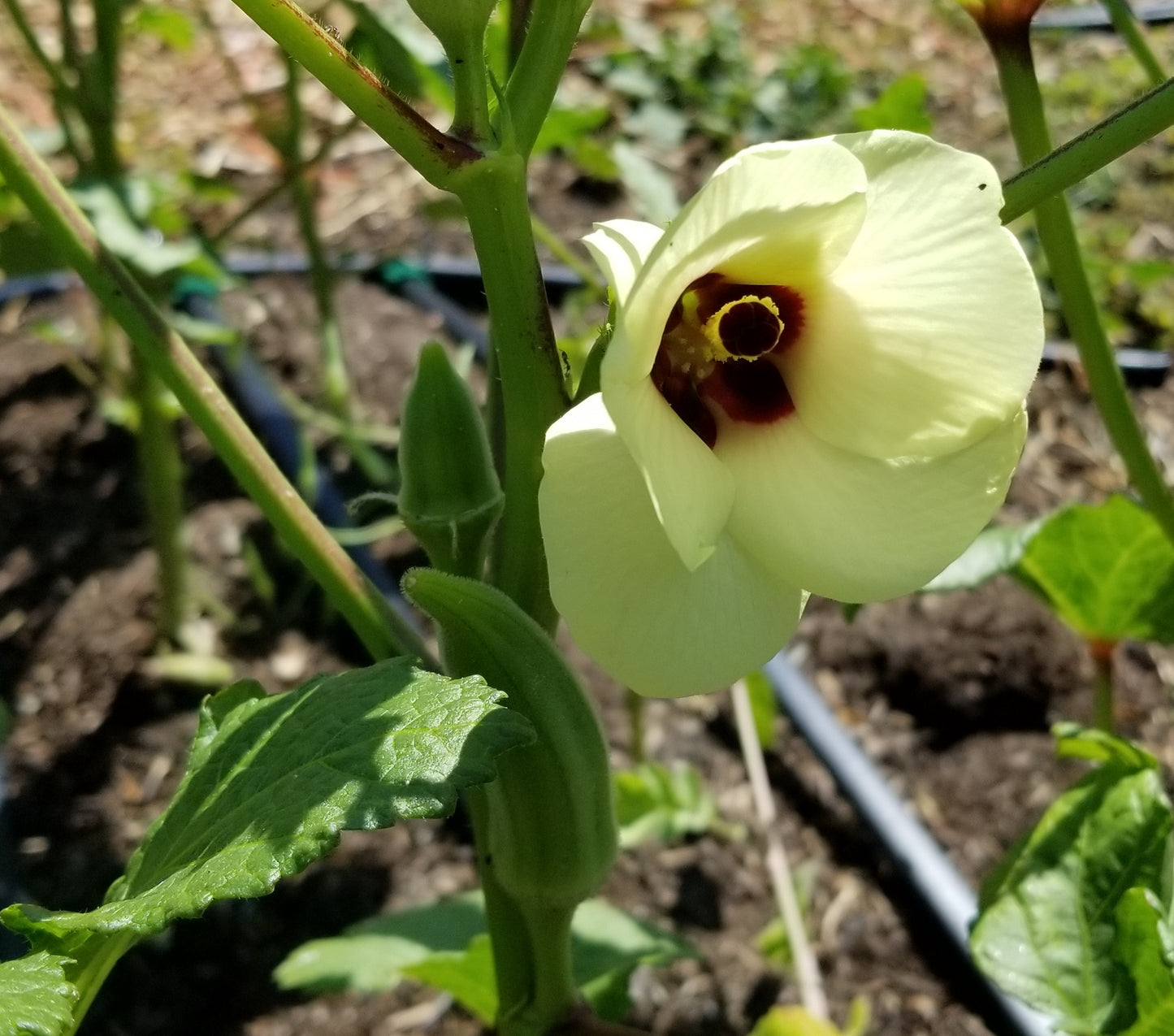 Okra (promiscuously pollinated, "grex") seeds