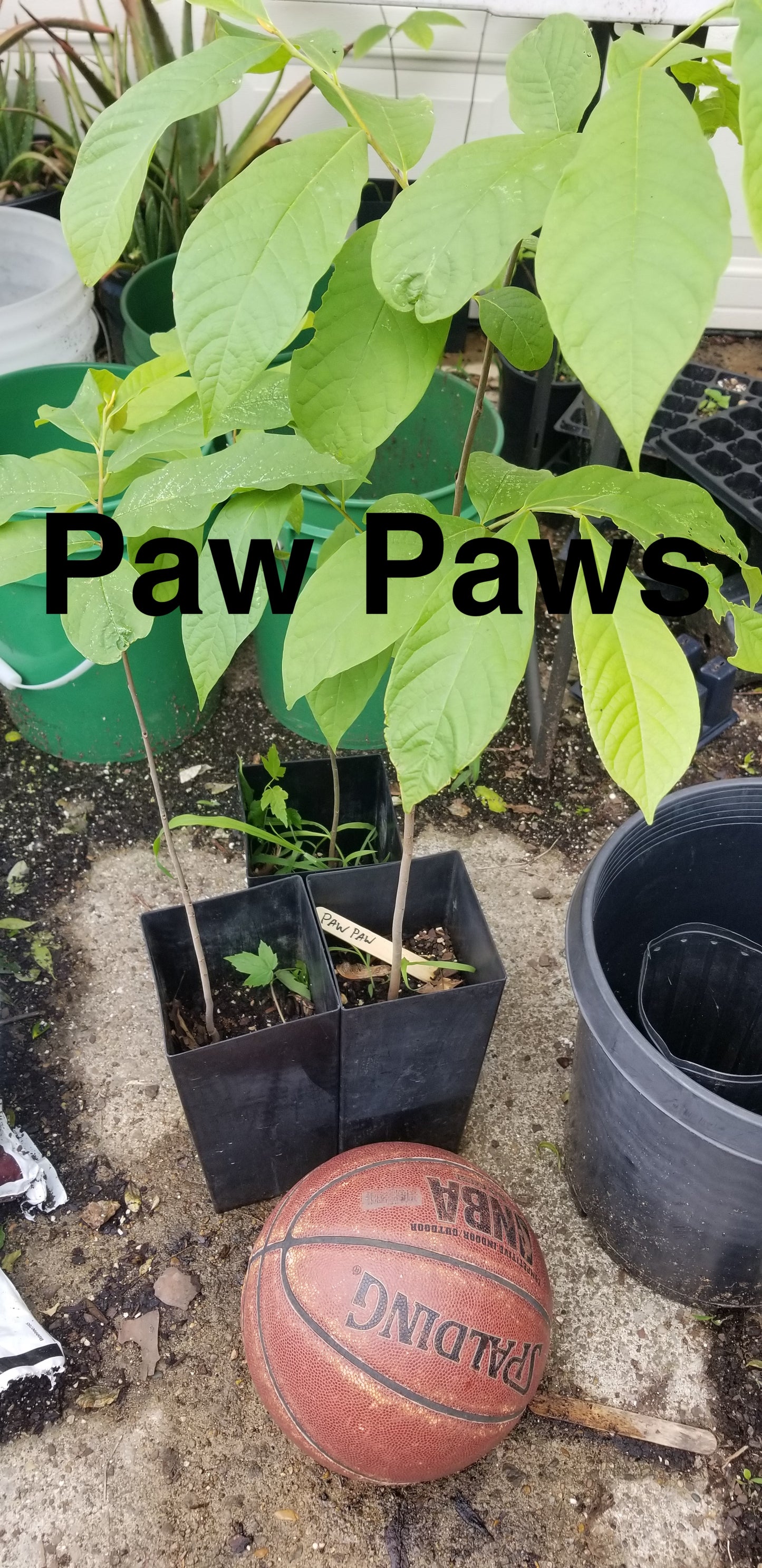 Paw Paw One Year Seedling Trees (Potted)