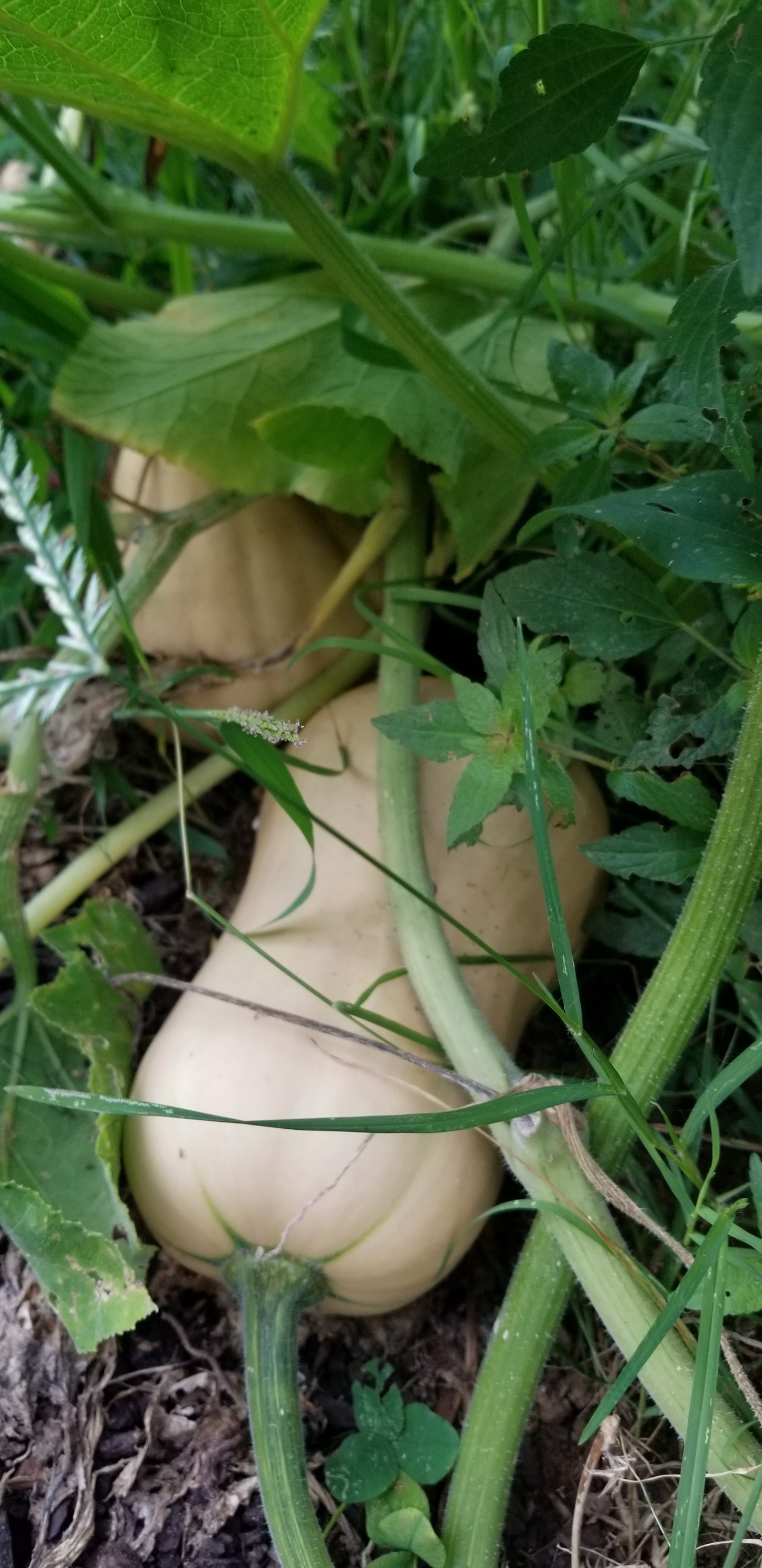 Butternut squash -- Adaptation Grown (promiscuously pollinated "landrace") seeds