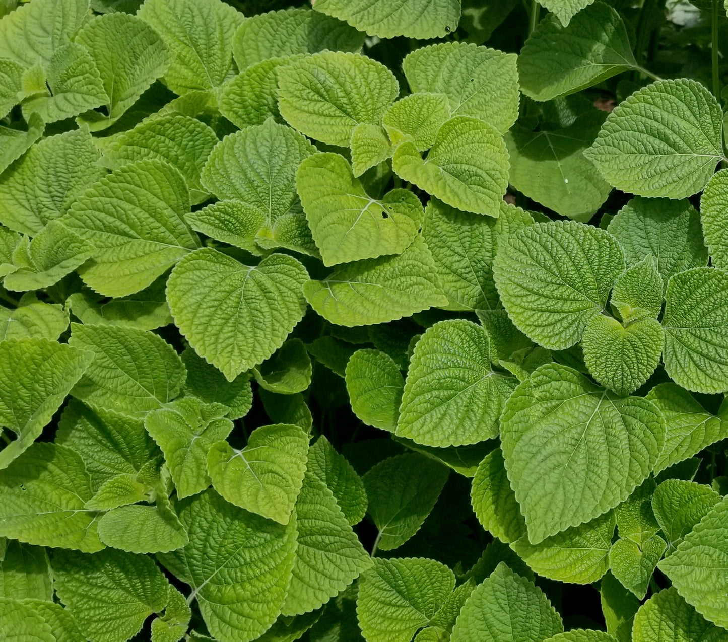 Mountain Chia (Salvia tiliaefolia) seeds