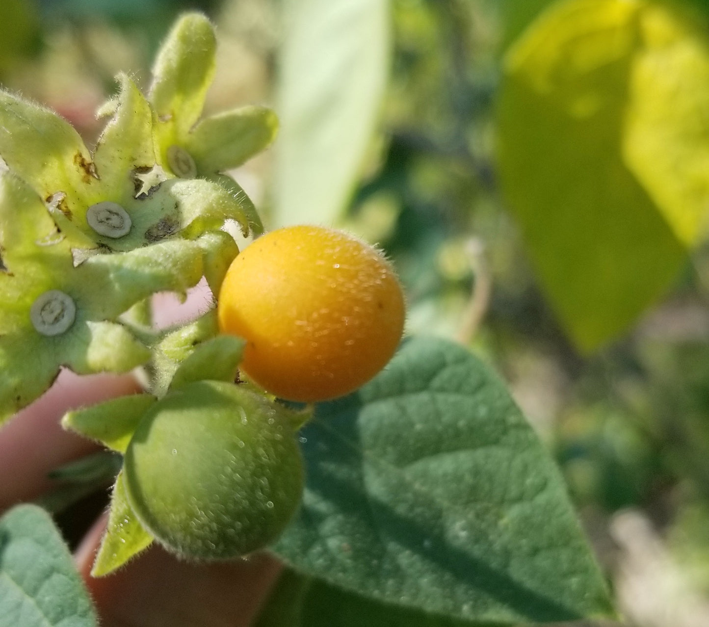 BBQ Berries (dwarf tamarillo) seeds