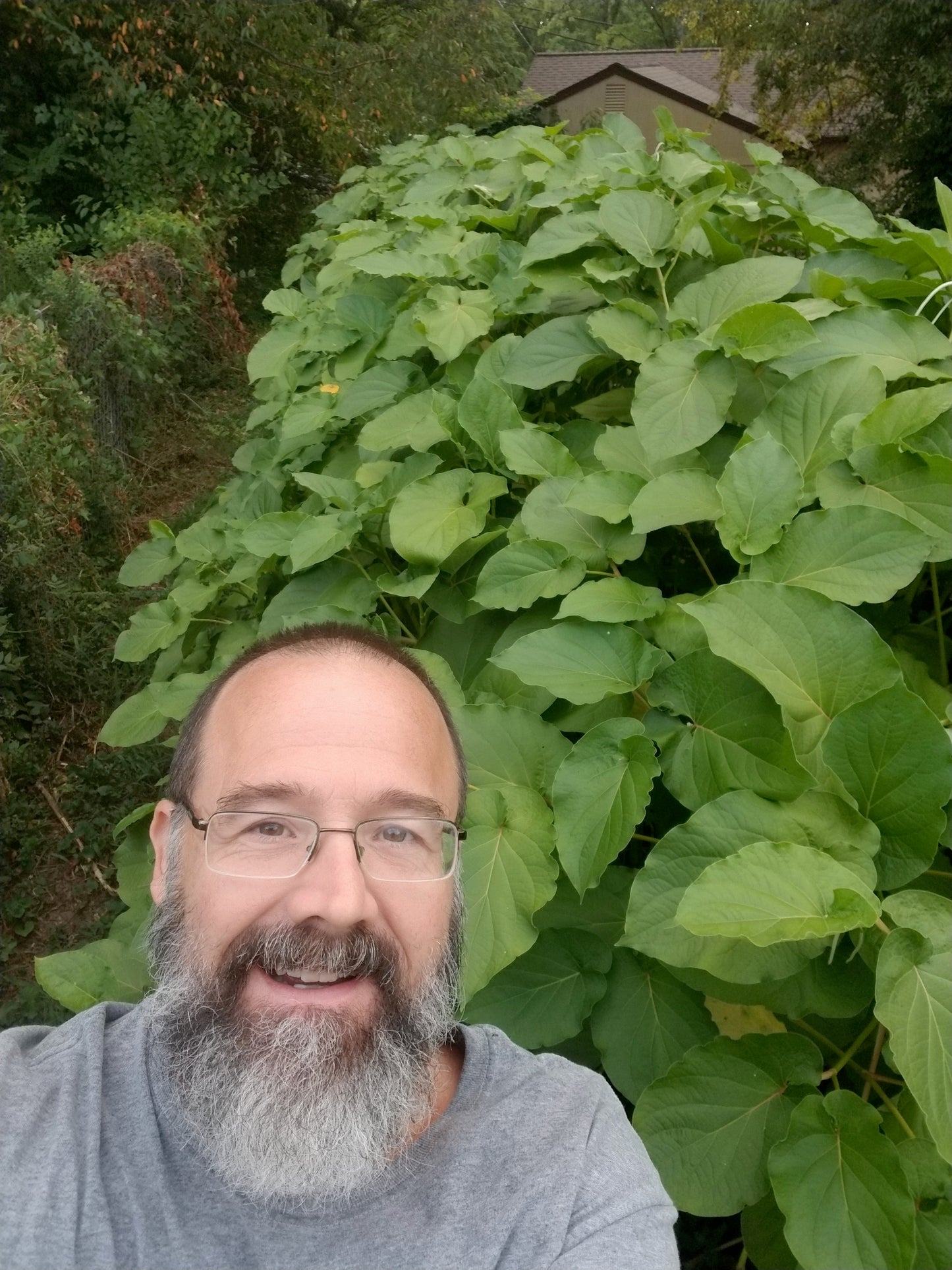 Hoja Santa