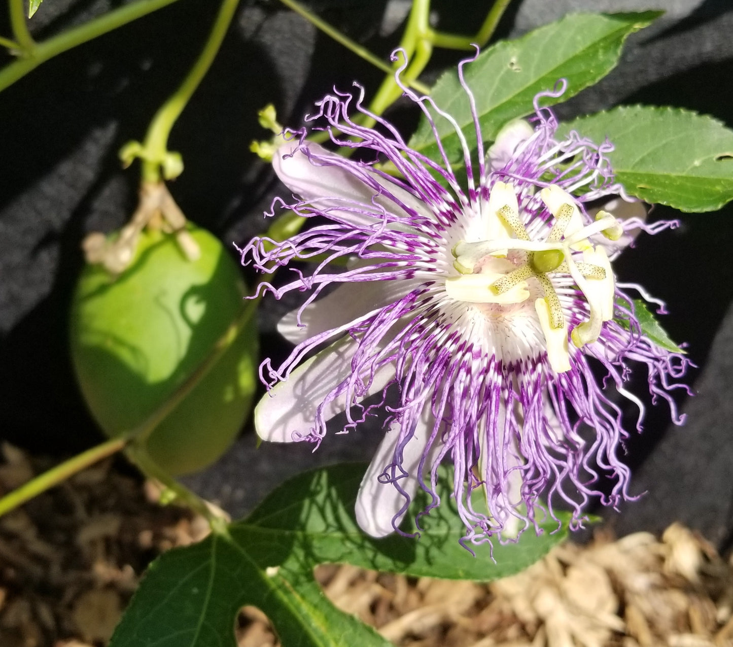 Maypop Hardy Passionfruit Seedlings