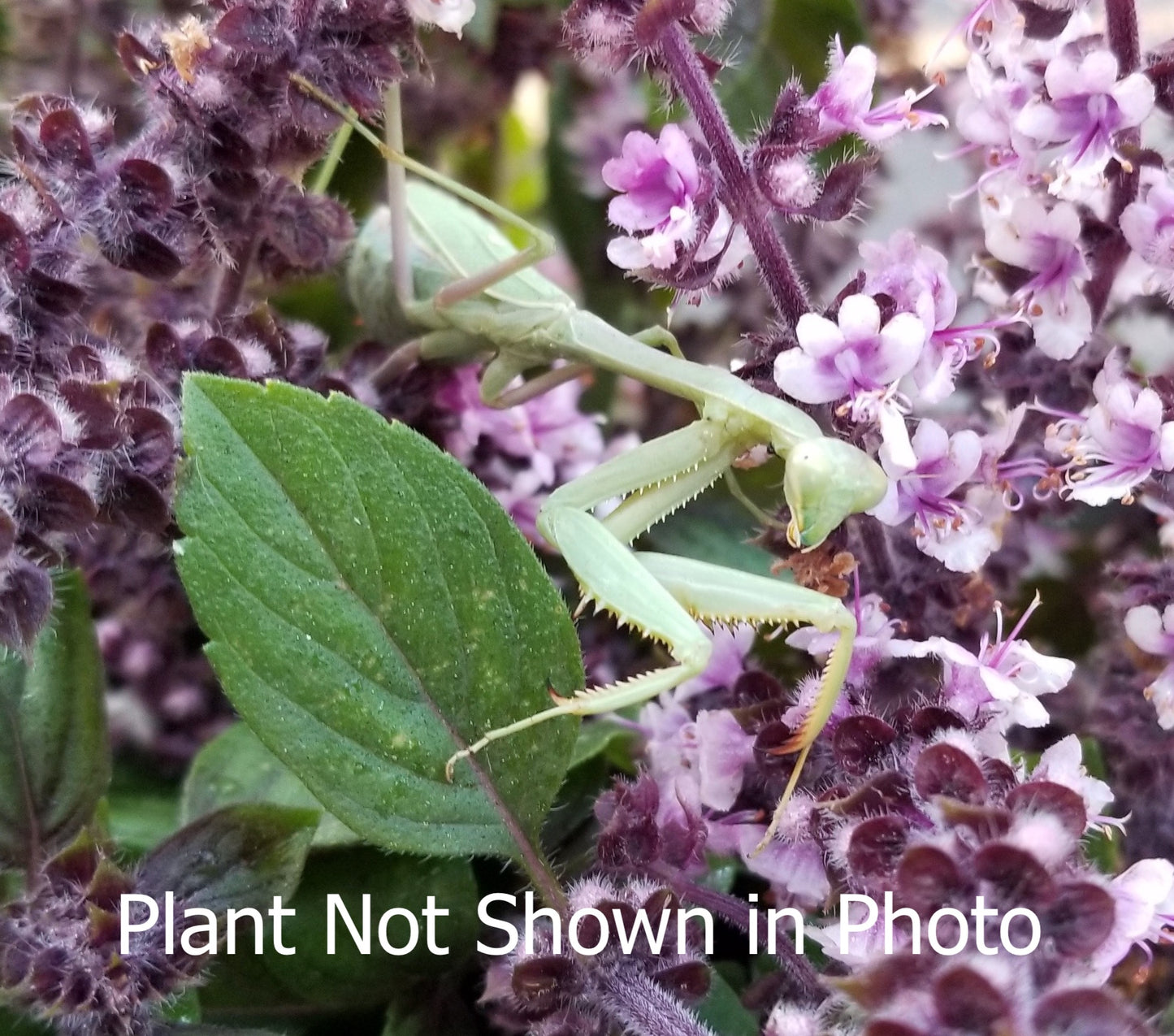 Jewels of Opar ("Summer Lettuce") seeds
