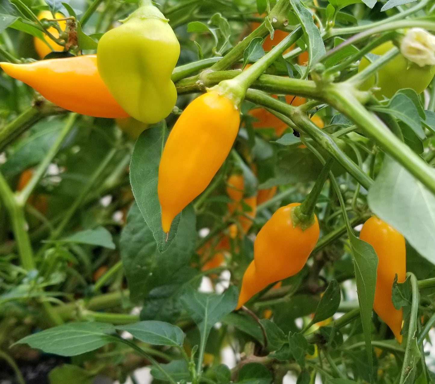 Aji amarillo mini pepper seeds -- great for overwintering