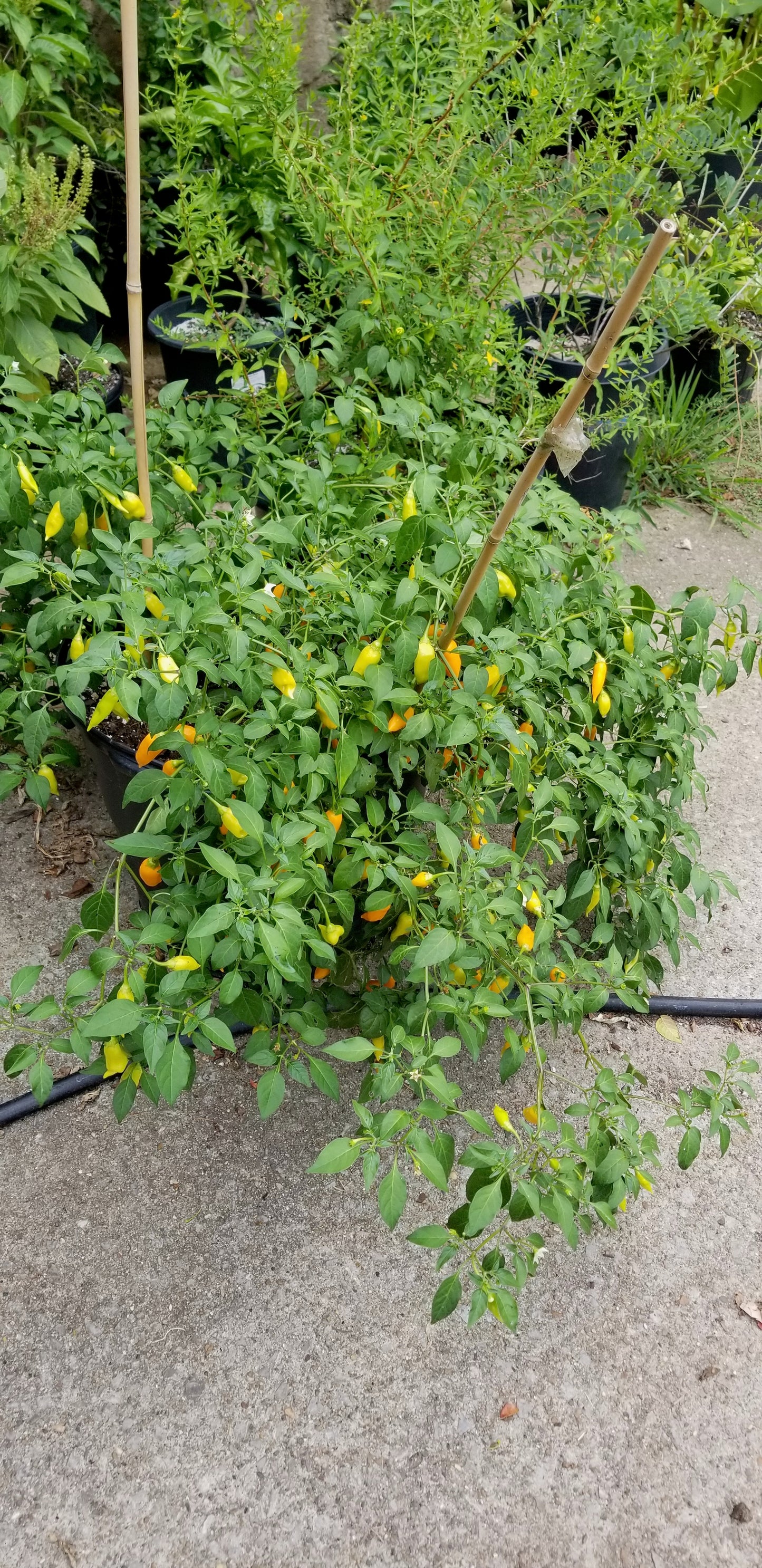 Aji amarillo mini pepper seeds -- great for overwintering