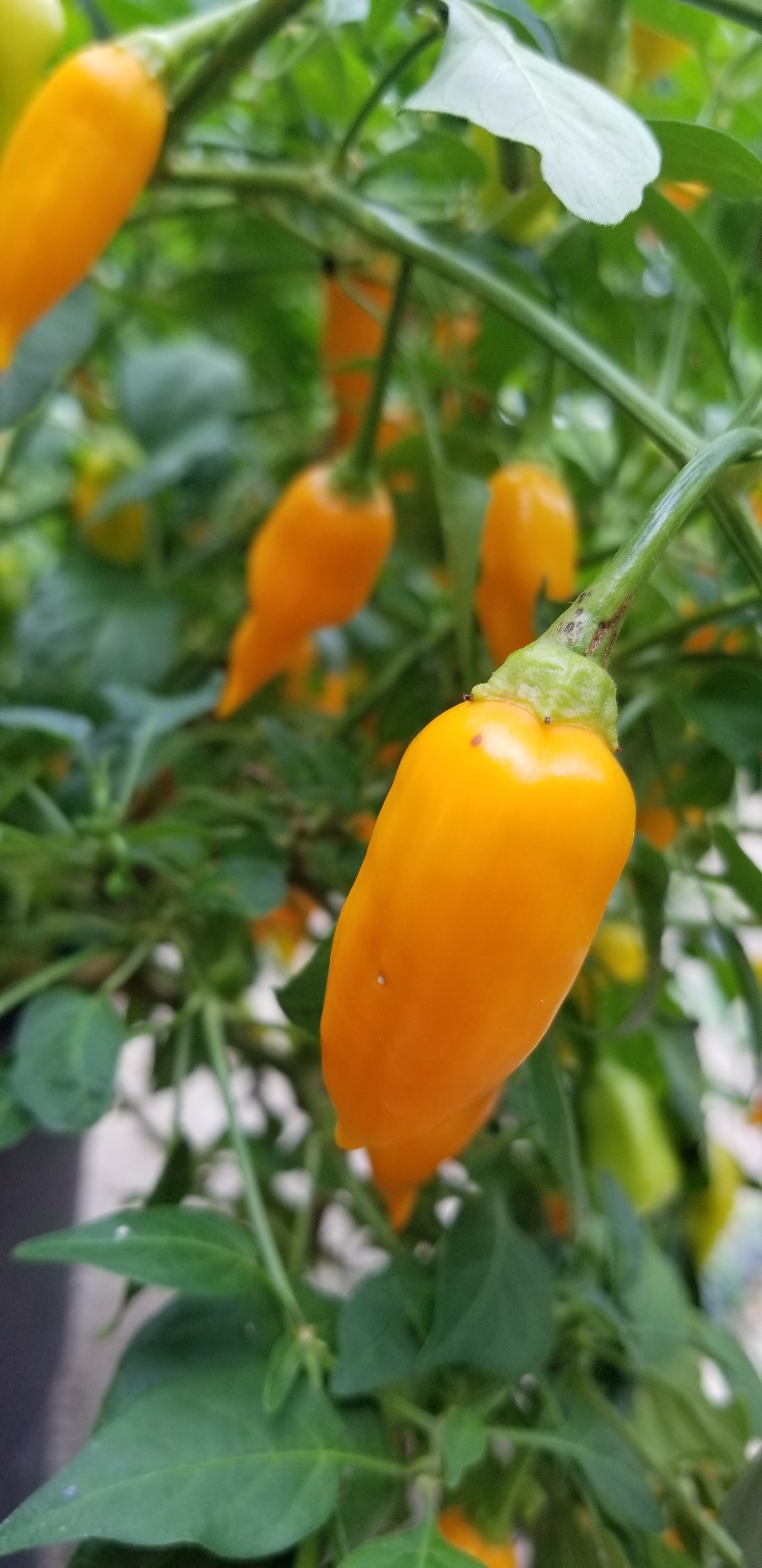 Aji amarillo mini pepper seeds -- great for overwintering