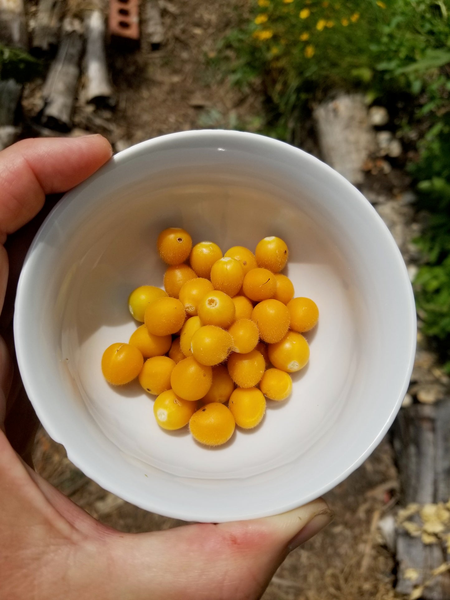 BBQ Berries (dwarf tamarillo) seeds