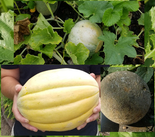Cantaloupe -- Adaptation Grown (promiscuously pollinated "landrace") seeds