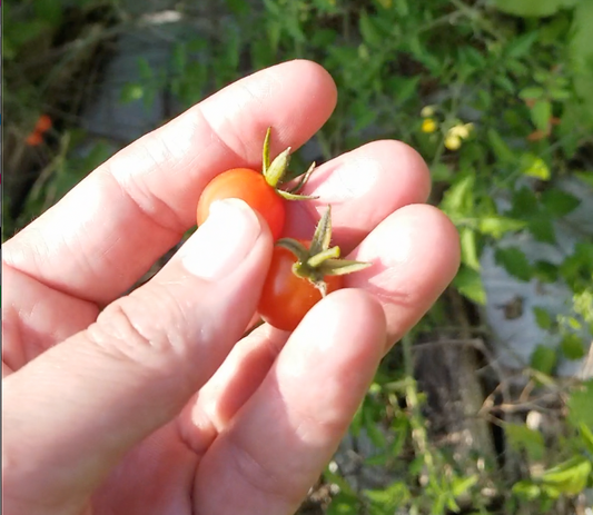 Everglades tomato seeds