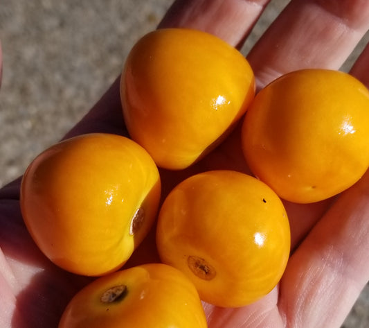 Goldenberry (Physalis peruviana) AKA Cape Gooseberry seeds