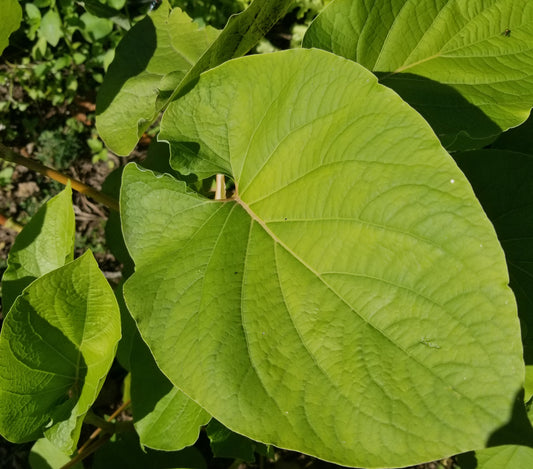 Hoja Santa