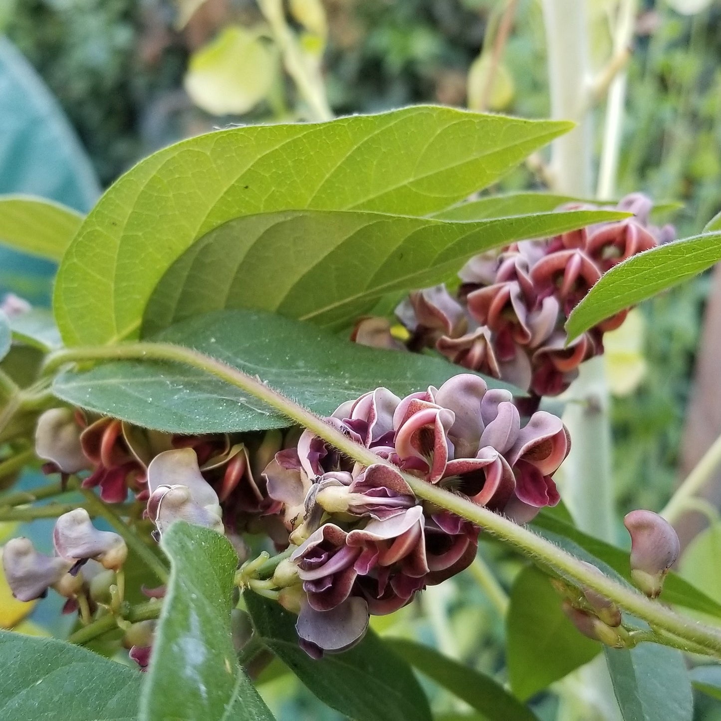 Hopniss tubers (American groundnuts) Apios americana