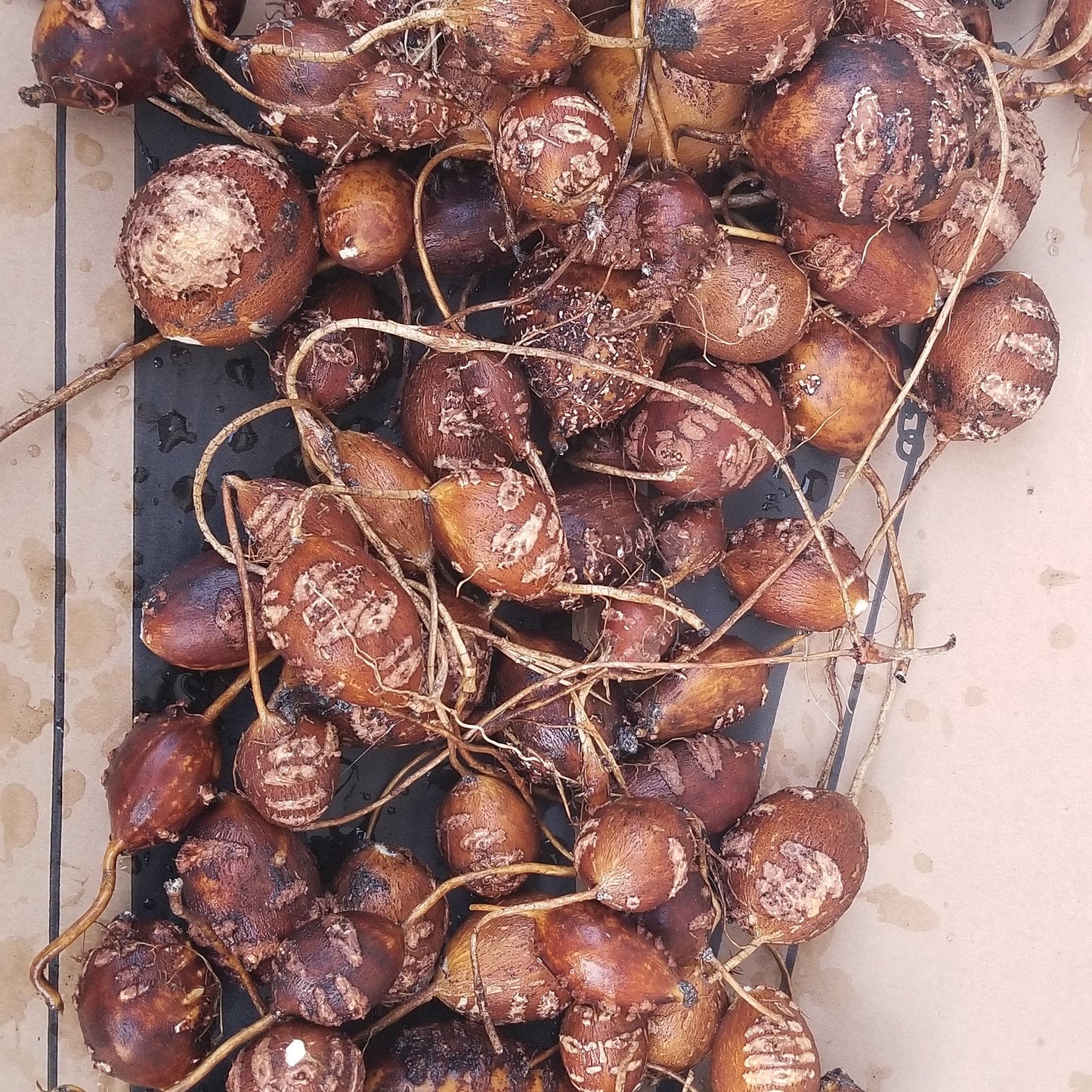 Hopniss tubers (American groundnuts) Apios americana