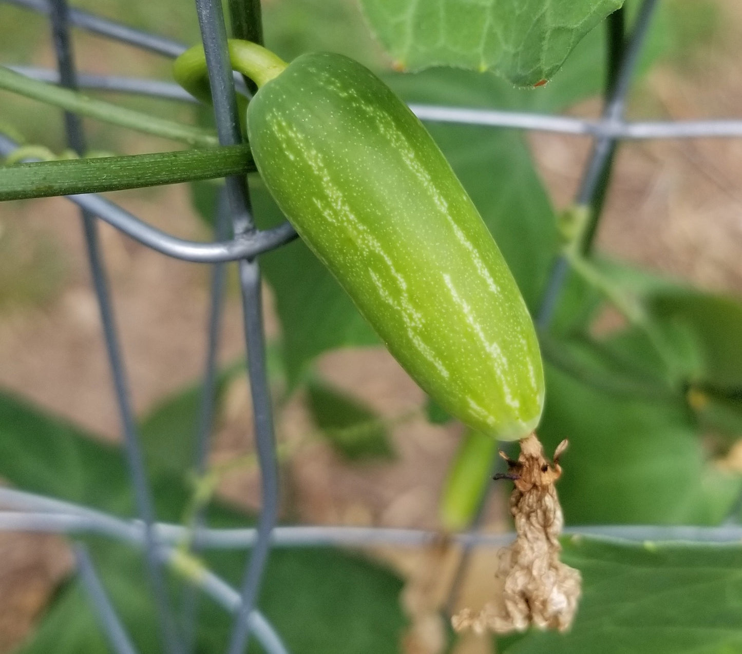 Tindora (Ivy Gourd) seeds