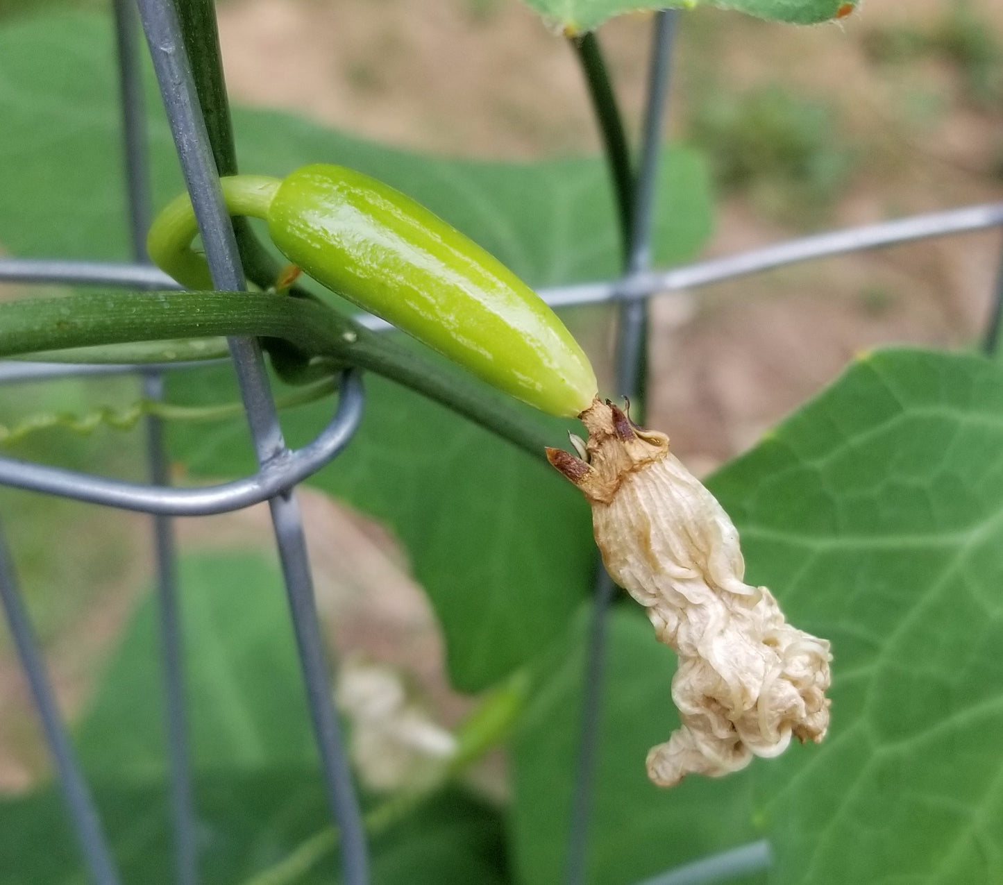 ivy gourd plant from seeds Tindora (Ivy Gourd) seeds
