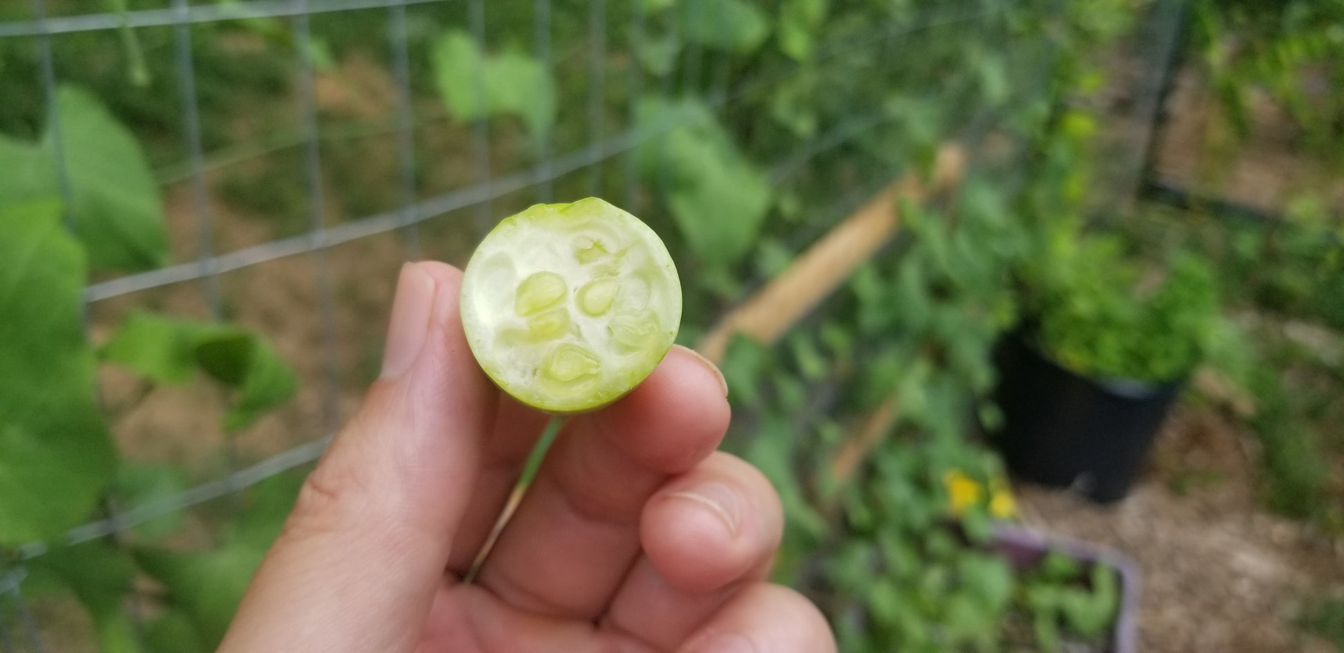 kovakkai plant from seeds Tindora (Ivy Gourd) seeds