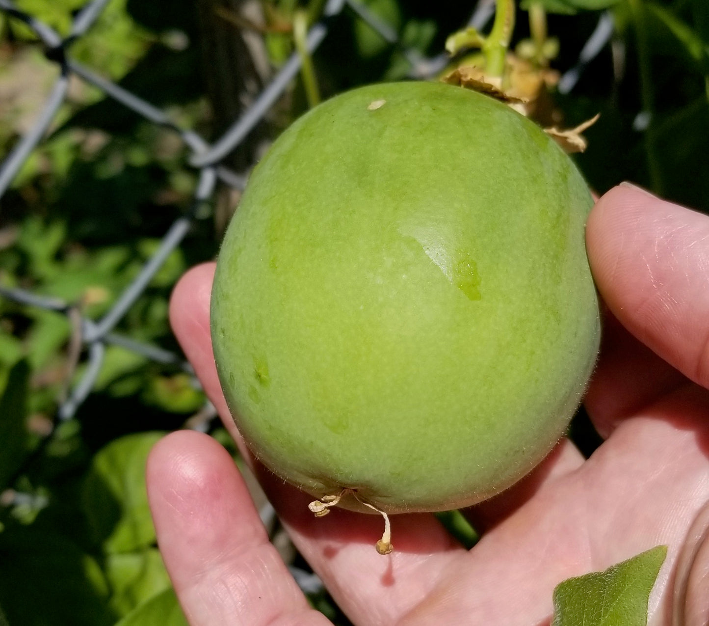 Maypop Hardy Passionfruit Seedlings
