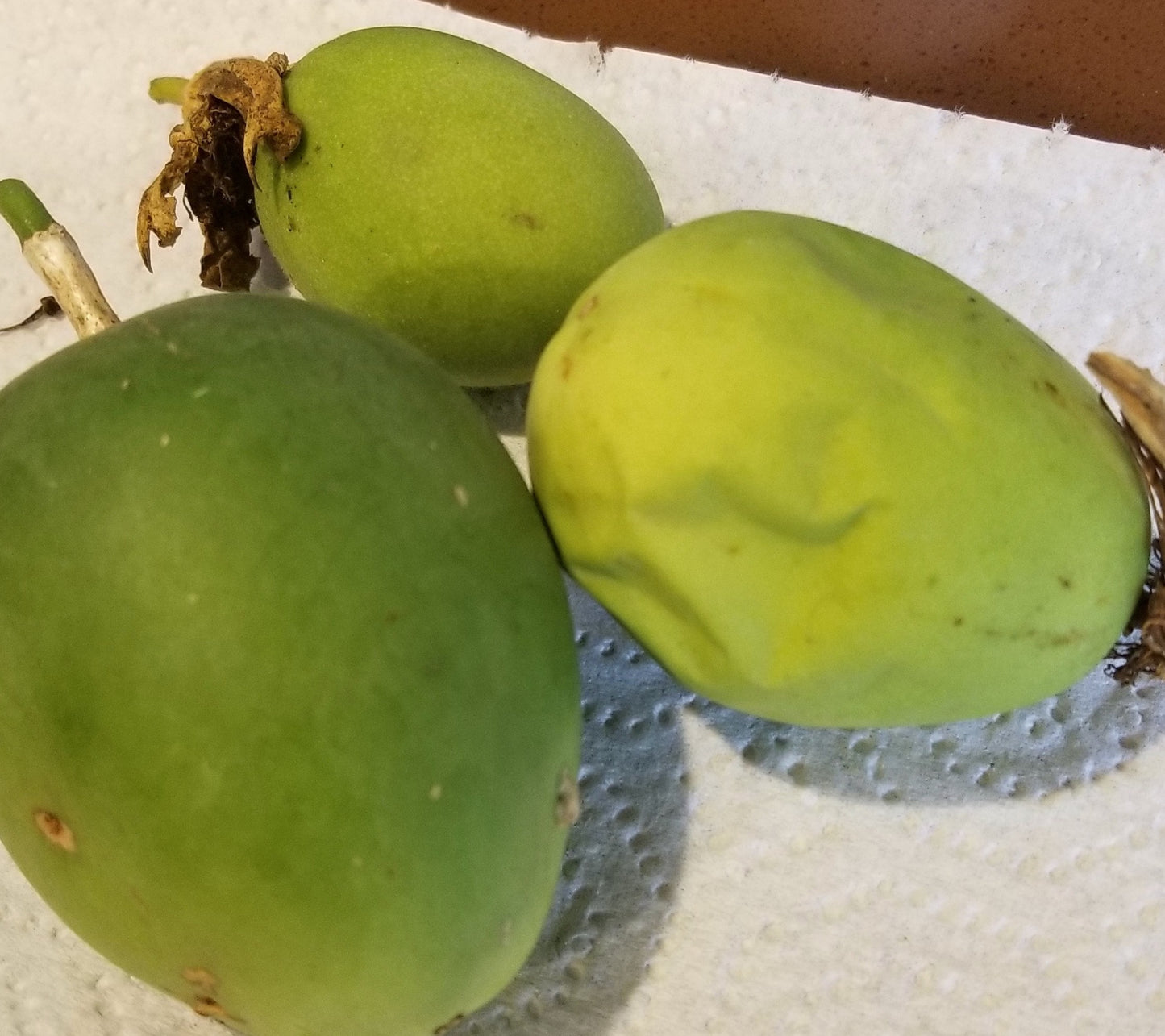 Maypop Hardy Passionfruit Seedlings