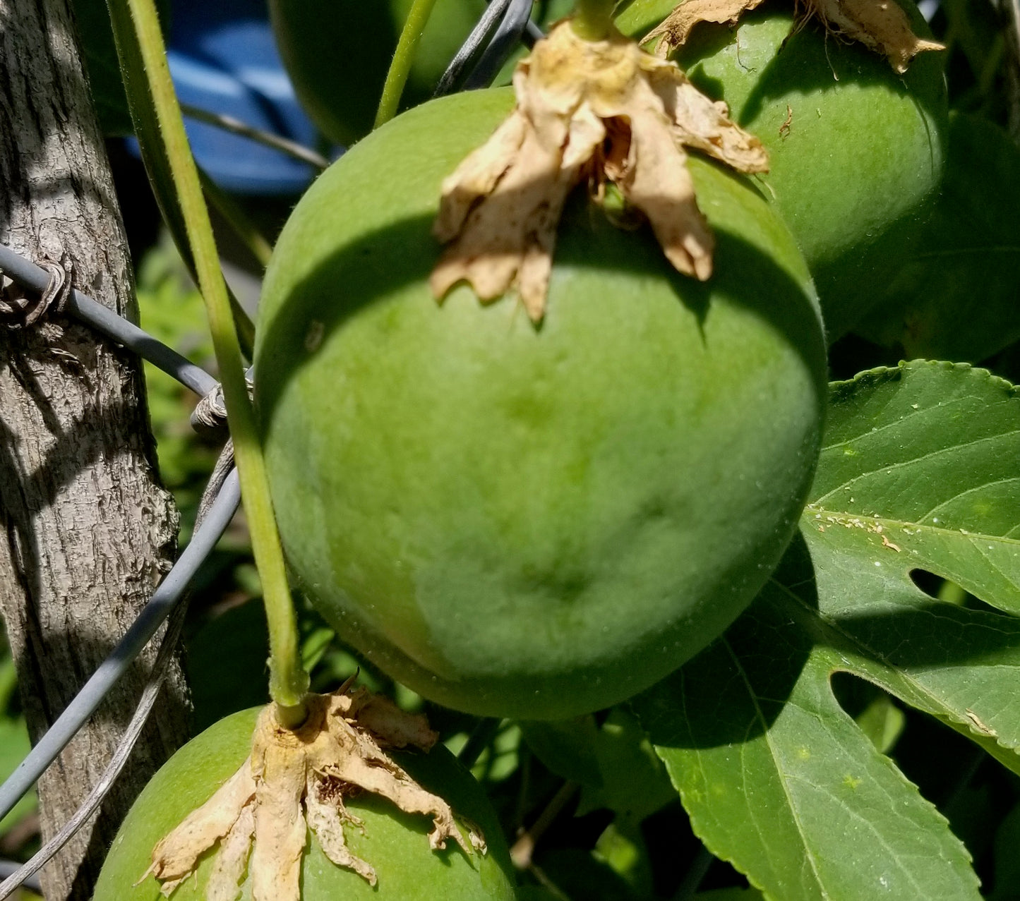 Maypop Hardy Passionfruit Seedlings