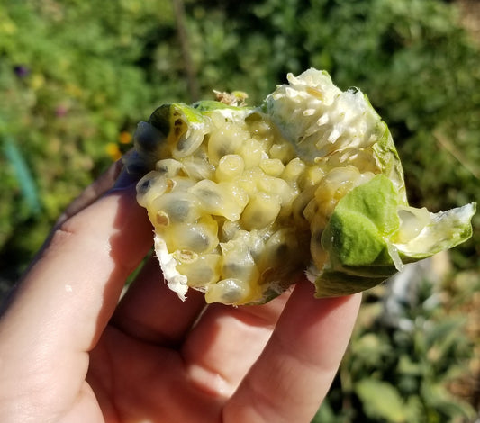 Maypop Hardy Passionfruit Seedlings