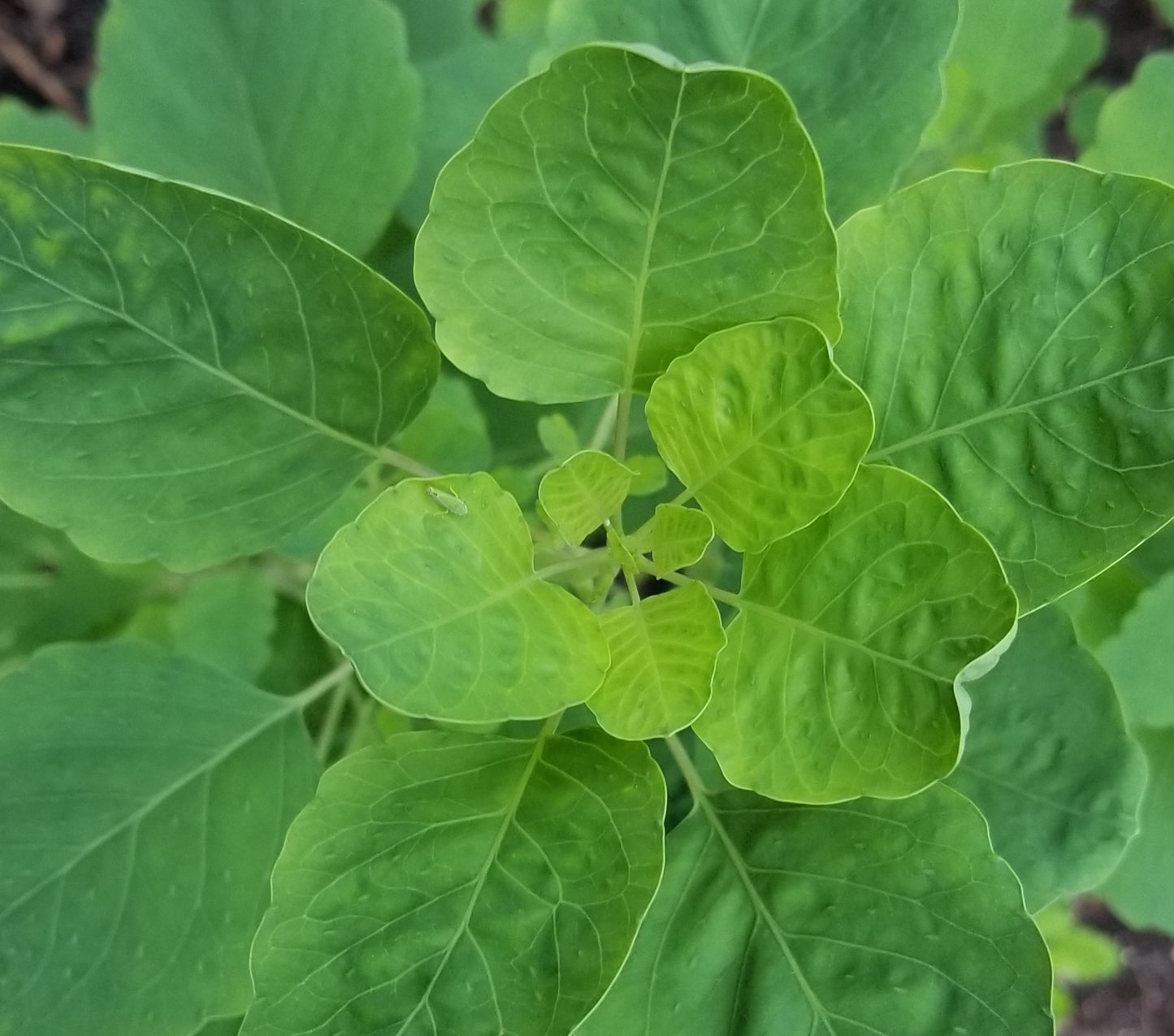 Papalo seeds