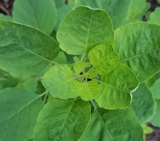 Papalo seeds