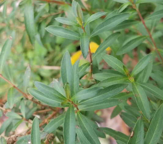 Sun Opener Potted Plant (Psychoactive Sinicuichi)