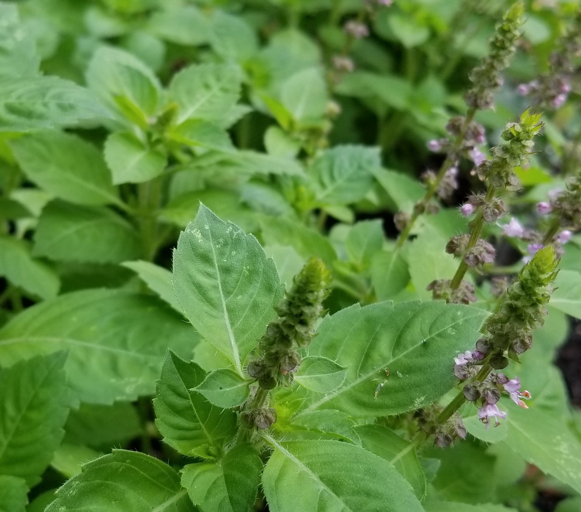 tulsi plant from seeds Tulsi "Kapoor" -- Holy Basil seeds